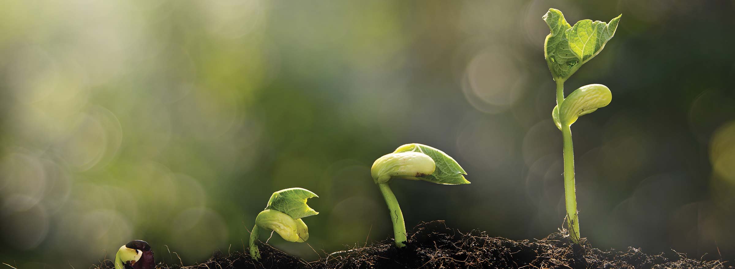 plant seedlings of various sizes growing, representing how nonprofits can raise more money