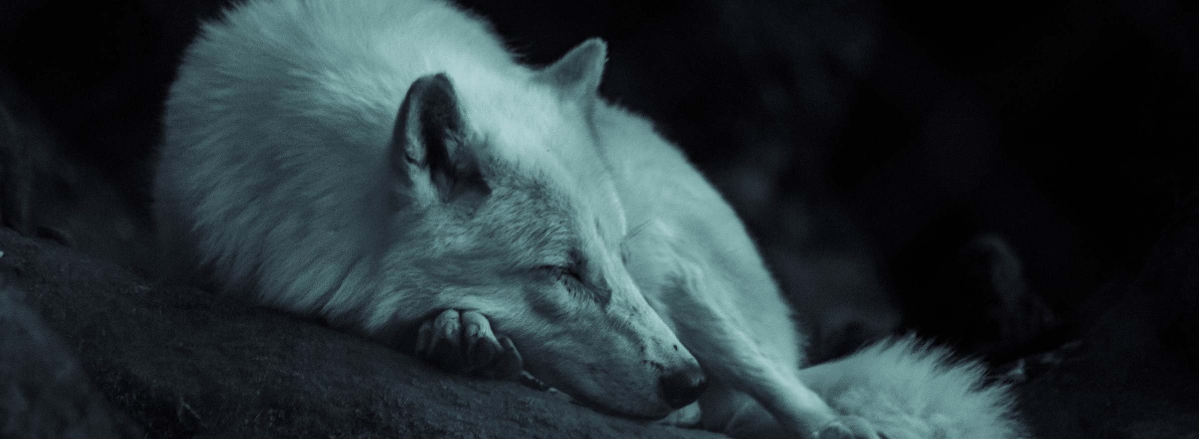 a wolf sleeping peacefully, representing The Wild Animal Sanctuary's nonprofit digital storytelling