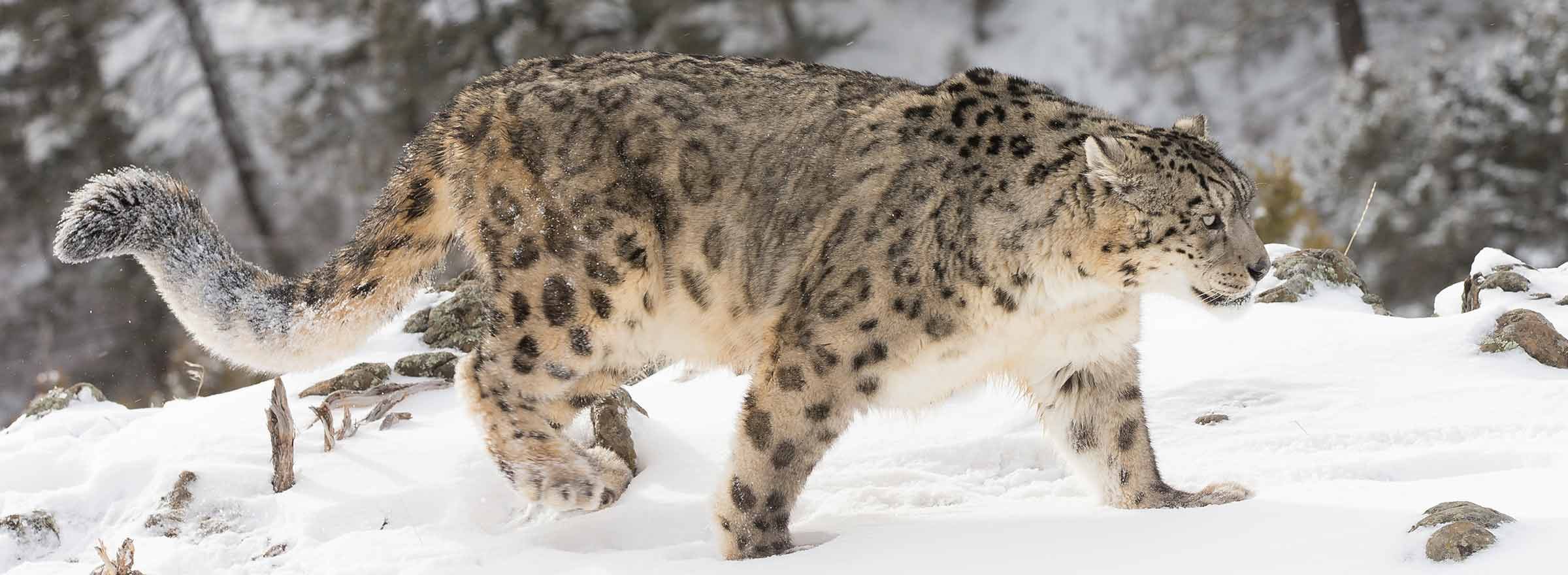 a snow leopard stalking through a snowy landscape