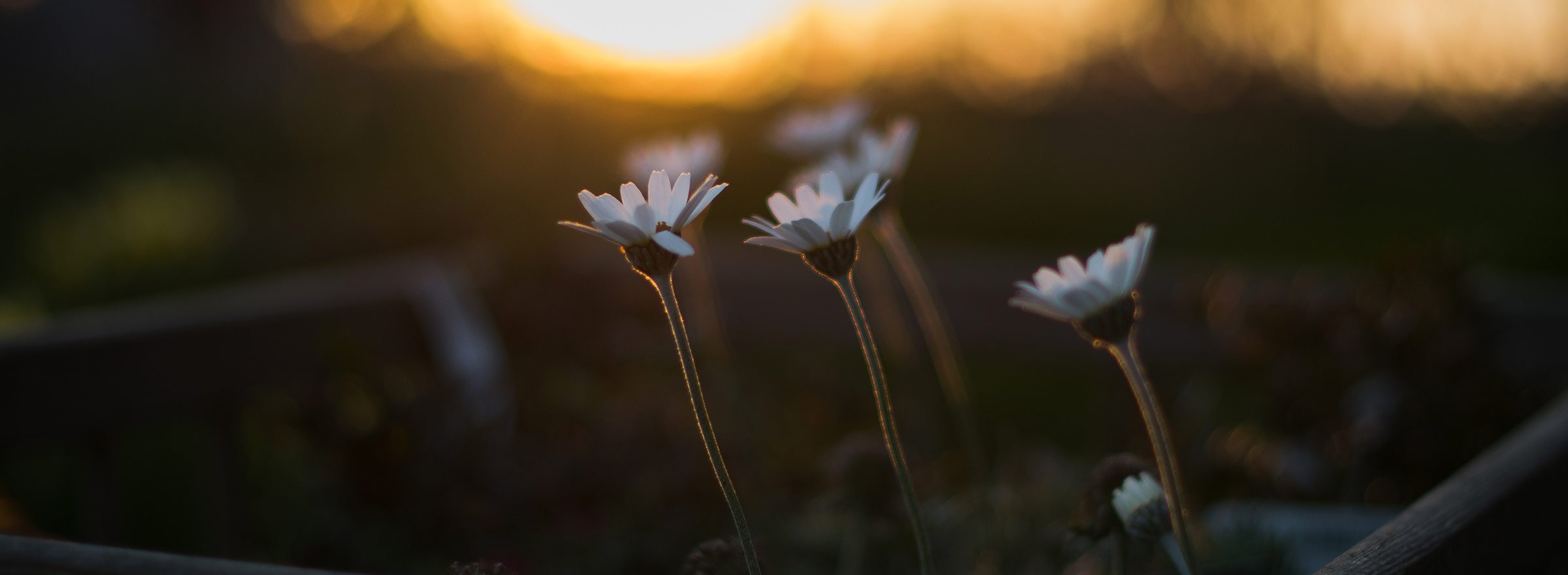 daisies growing toward sunlight, symbolizing returns on investing time and money on social media for nonprofits