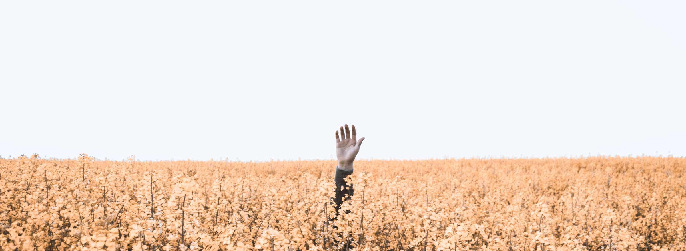 a person's hand reaching up from a field of flowers, symbolizing the need for help from a nonprofit app