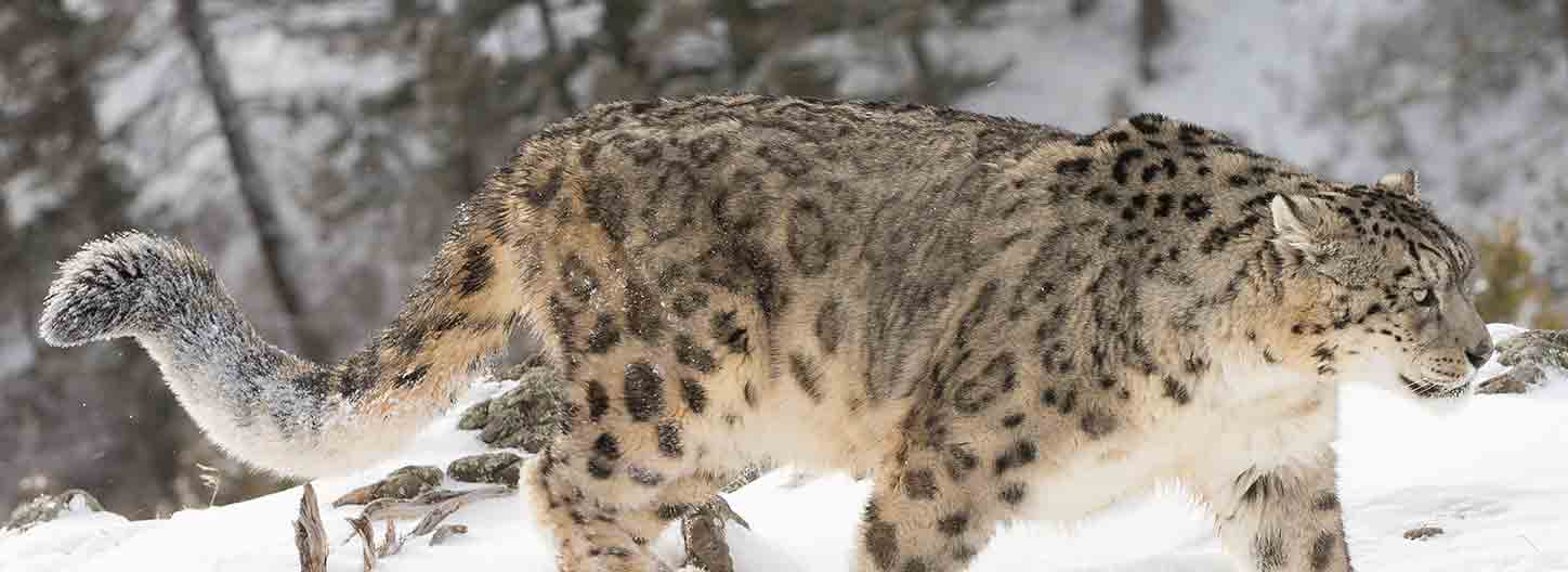 Storymakers: Saving Snow Leopards and Economies High in the Himalayas
