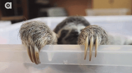 animated gif of cute sloth moving around in a bathtub
