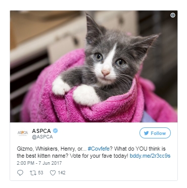 Twitter - ASPCA: Vote for Cute Kitten's Name