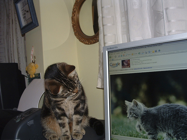 cat looking at a cat picture on a computer monitor