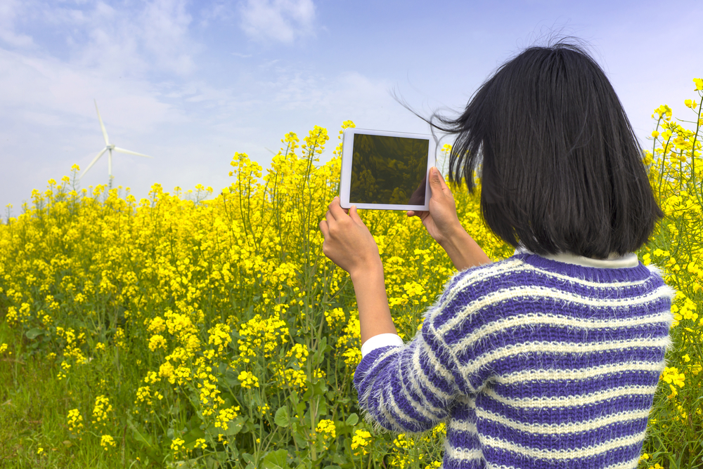 woman taking a photo of yellow flowers