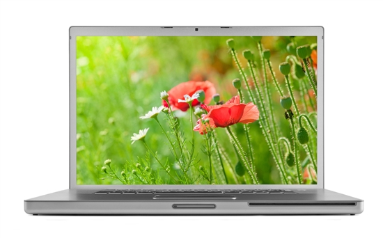 photo of red poppies on laptop screen